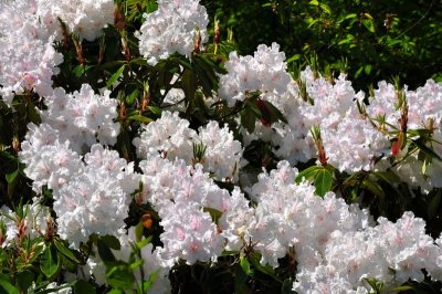 Rhododendron, Charborough Park 0026