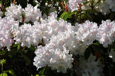 Rhododendron, Charborough Park 0027