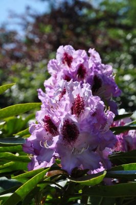 Rhododendron, Charborough Park 0028