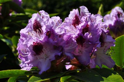 Rhododendron, Charborough Park 0029