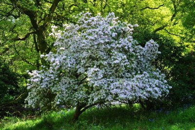 Rhododendron, Charborough Park 0031