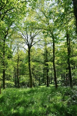 Charborough Park 0033