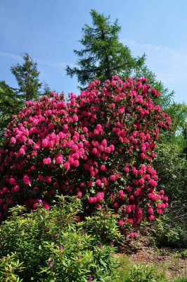 Rhododendron, Charborough Park 0034