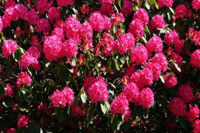 Rhododendron, Charborough Park 0035
