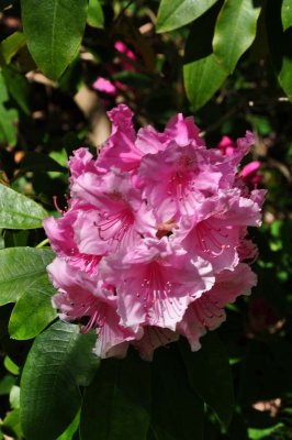 Rhododendron, Charborough Park 0038