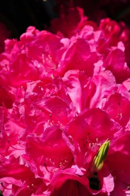 Rhododendron, Charborough Park 0062