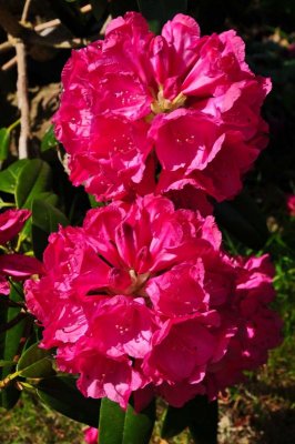 Rhododendron, Charborough Park 0063