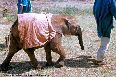 Elephant, Sheldrick 0205