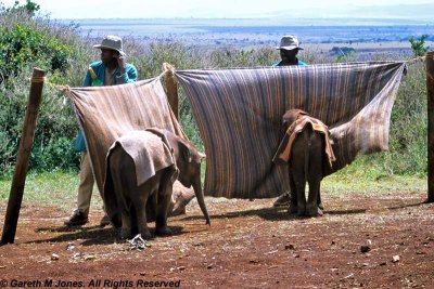 Elephant, Sheldrick 0209