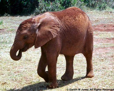 Elephant, Sheldrick 0106