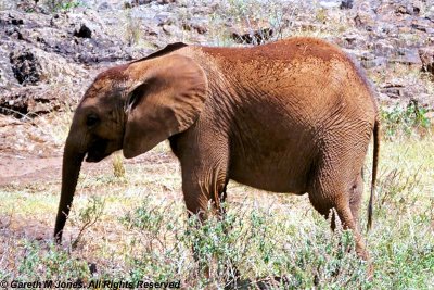 Elephant, Sheldrick 0111