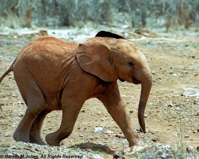 Elephant, Sheldrick 0437