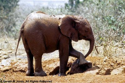 Elephant, Sheldrick 0515