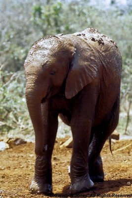 Elephant, Sheldrick 0518
