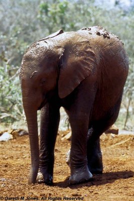 Elephant, Sheldrick 0519