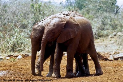 Elephant, Sheldrick 0521