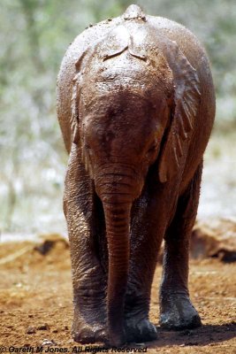 Elephant, Sheldrick 0522