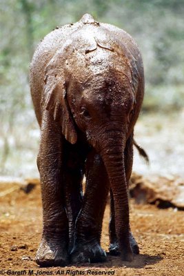 Elephant, Sheldrick 0523