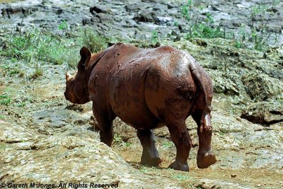 Black Rhinoceros, Sheldrick 0431