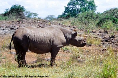 Black Rhinoceros, Sheldrick 0114