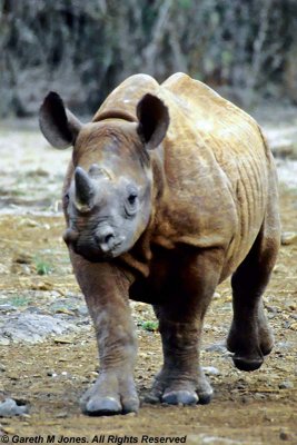 Black Rhinoceros, Sheldrick 0301