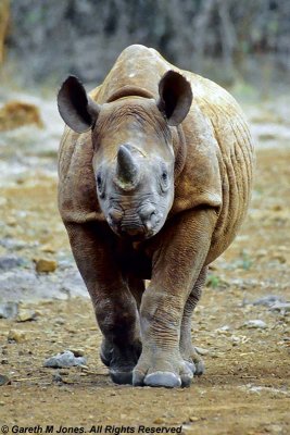 Black Rhinoceros, Sheldrick 0302
