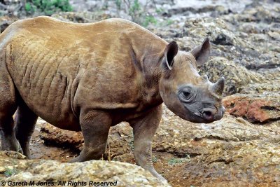 Black Rhinoceros, Sheldrick 0305