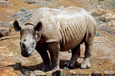 Black Rhinoceros, Sheldrick 0314