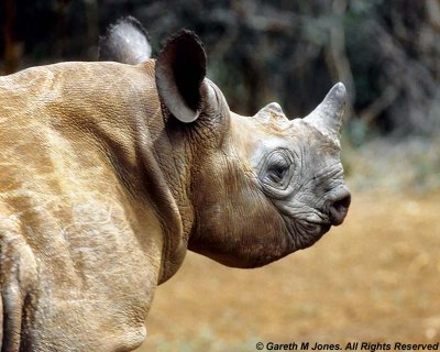 Black Rhinoceros, Sheldrick 0318