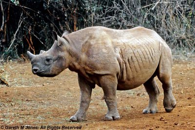 Black Rhinoceros, Sheldrick 0319