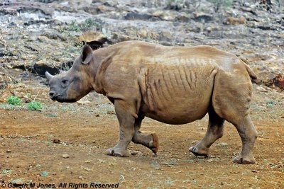 Black Rhinoceros, Sheldrick 0321