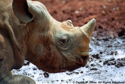 Black Rhinoceros, Sheldrick 0414