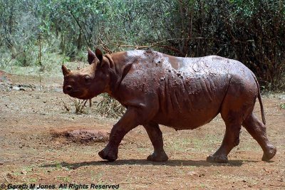 Black Rhinoceros, Sheldrick 0428