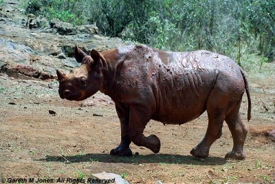 Black Rhinoceros, Sheldrick 0429