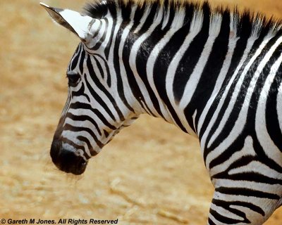 Zebra, Sheldrick 0309
