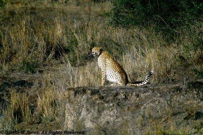 Cheetah, Nairobi 2412