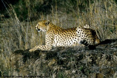 Cheetah, Nairobi 2415