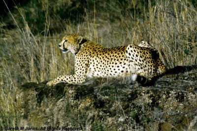 Cheetah, Nairobi 2418
