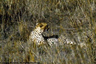 Cheetah, Nairobi 2419