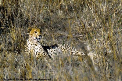 Cheetah, Nairobi 2420