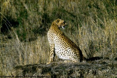 Cheetah, Nairobi 2421