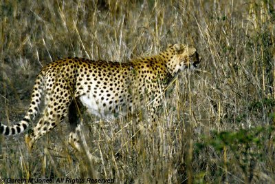 Cheetah, Nairobi 24427