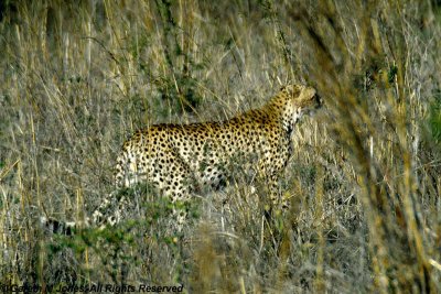 Cheetah, Nairobi 2428
