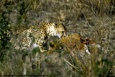 Cheetah, Nairobi 2432
