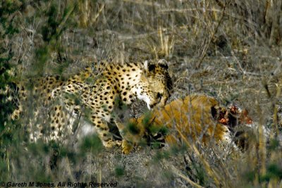 Cheetah, Nairobi 2436
