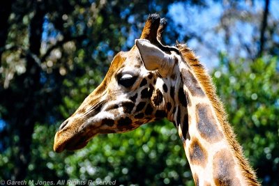Giraffe, Nairobi 0106