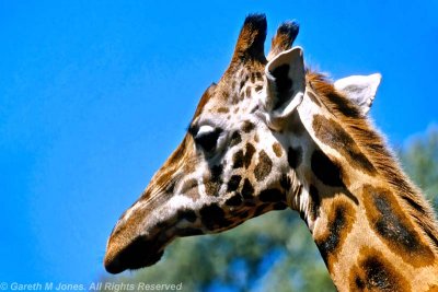 Rothschild's Giraffe