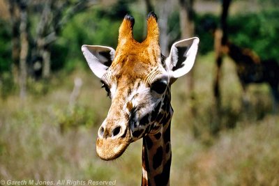 Giraffe, Nairobi 0113