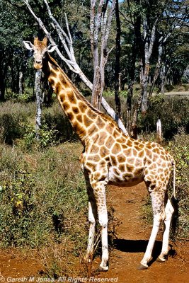 Giraffe, Nairobi 0115