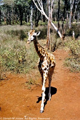 Giraffe, Nairobi 0116